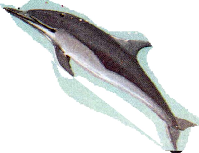 бутылконосый дельфин