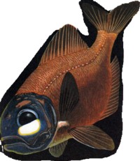 рыба-фонарик камбала