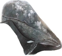 кит-горбач