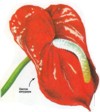 цветок антуриум