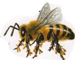 пчелиный транспорт