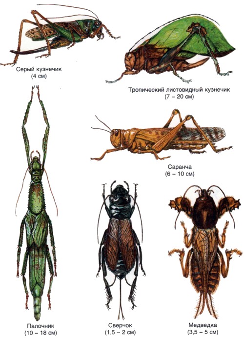 Отряд прямокрылые представители. Отряд Прямокрылые сверчки. Тип конечностей у прямокрылых. Отряды насекомых Прямокрылые.