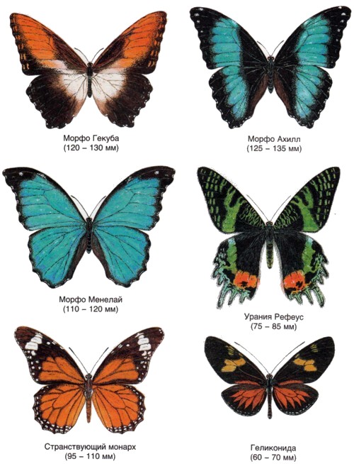 Название бабочек для детей. Название бабочек. Разные виды бабочек. Виды бабочек с названиями. Самые известные названия бабочек.